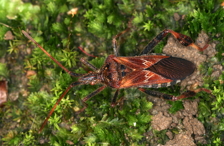 Amerikanische Kiefern-Randwanze (Leptoglossus occidentalis) - © Gernot Kunz